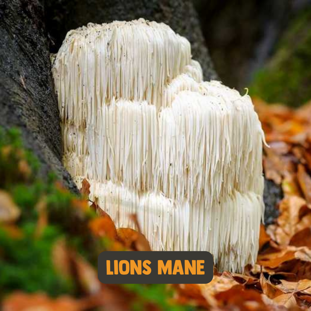 'Lions Mane' Kapsler Online Hot Salg